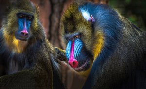 Mandril: saiba mais sobre suas características e habitat
