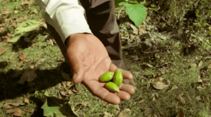 A história de Jadav Payeng, o homem que plantou uma floresta