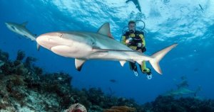 Mergulhar com tubarões: cuidados a considerar