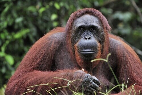 Orangotangos são animais com grande inteligência e memória