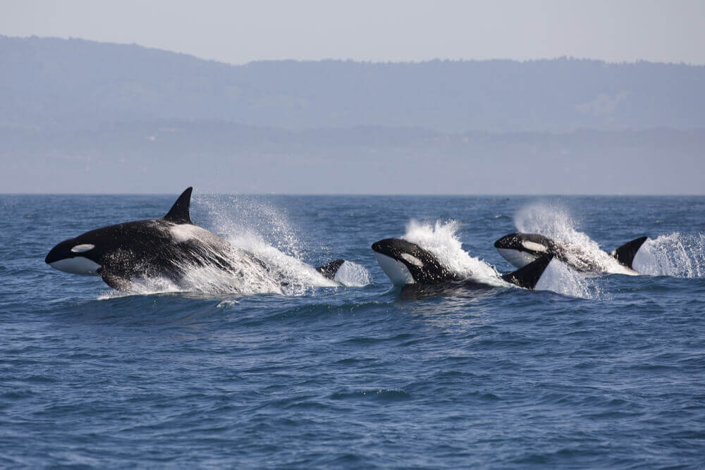 Família de orcas