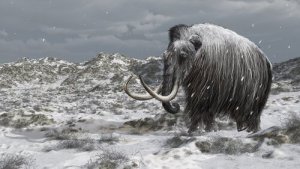 A história dos últimos mamutes