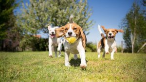 Quais são as características de um bom parque para cachorros?