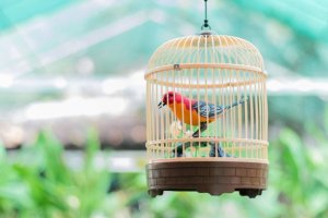 5 passos para limpar a gaiola dos pássaros