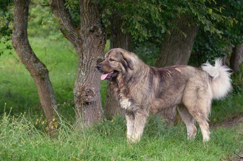 Características do pastor do cáucaso