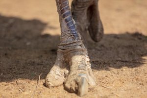 A maior ave da história