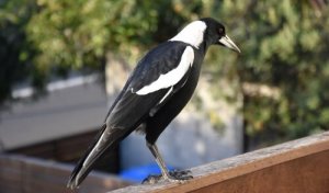 A pega-rabuda: características, comportamento e curiosidades