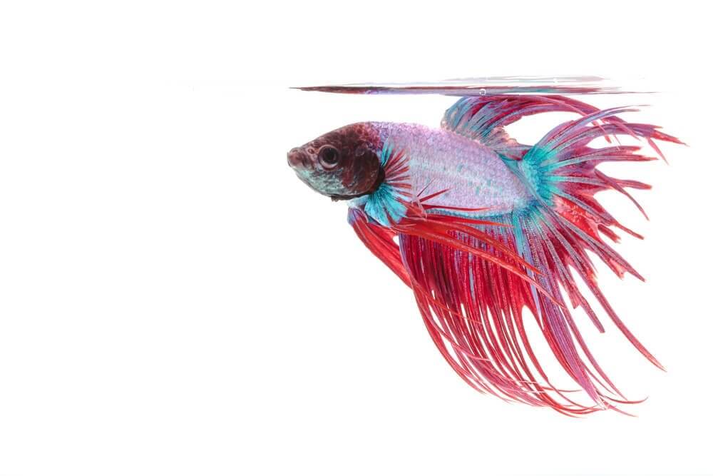 Peixe betta