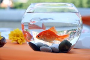 Peixe dourado: características, alimentação e cuidados