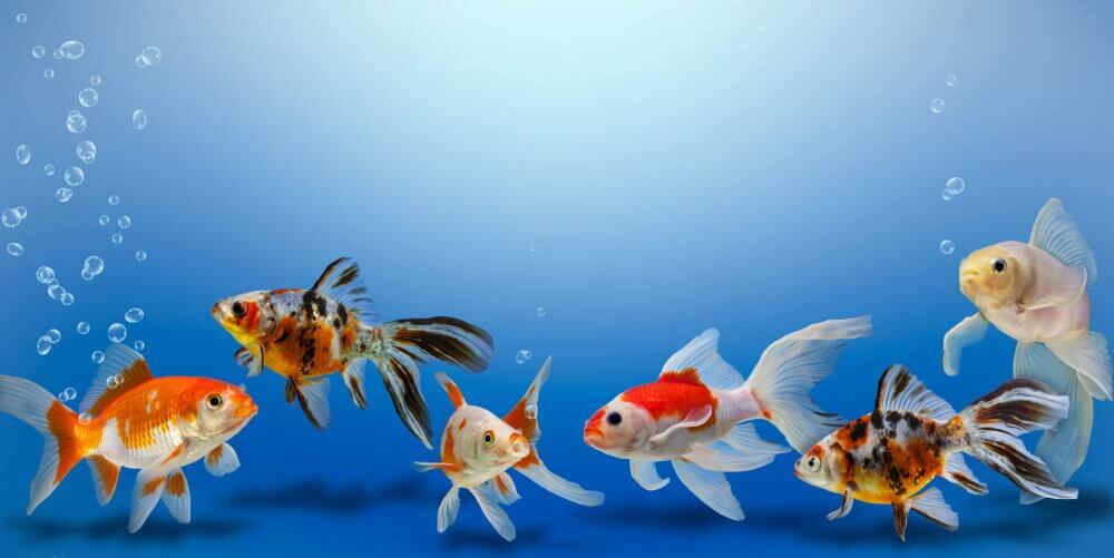 A convivência dos peixes no aquário