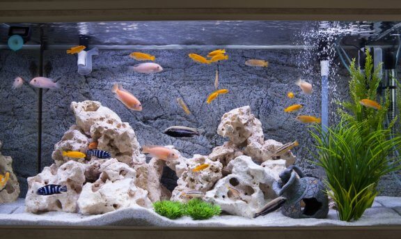 Peixes que não podem viver juntos em um aquário