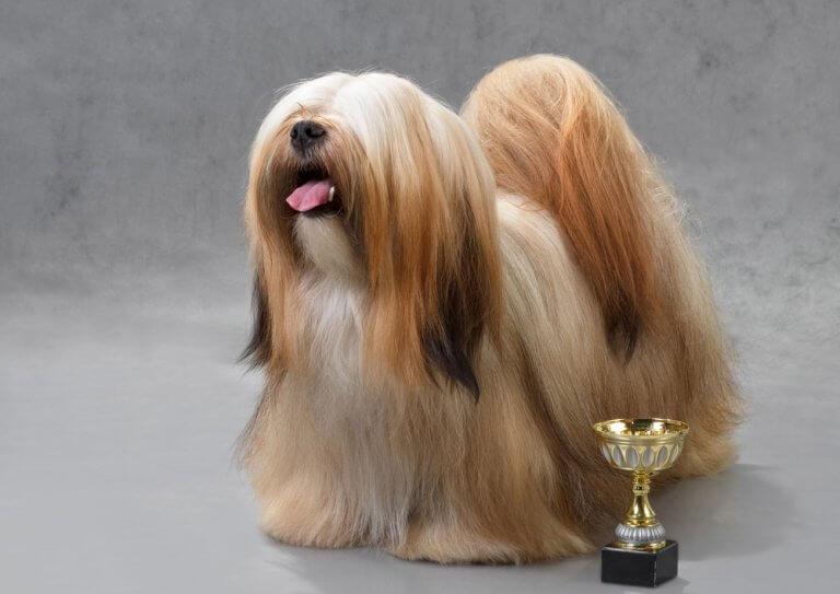 Lhasa apso em concurso de beleza