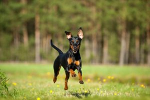 Pinscher miniatura: origem e história
