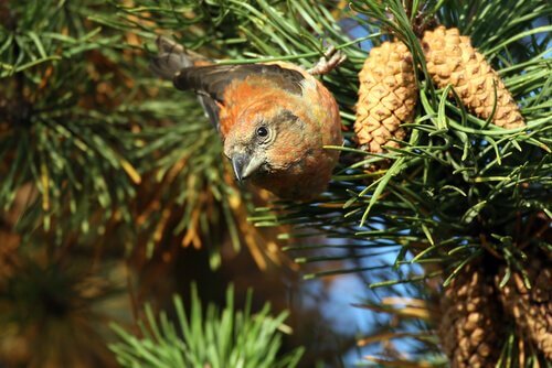 Pássaro em pinheiro
