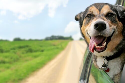 Viagem de carro com seu cão
