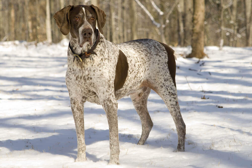 Cão da raça pointer na neve