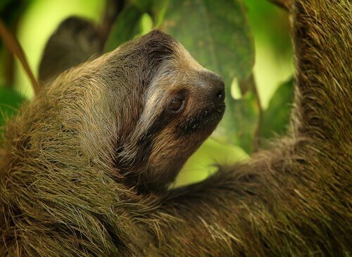 Preguiça na árvore