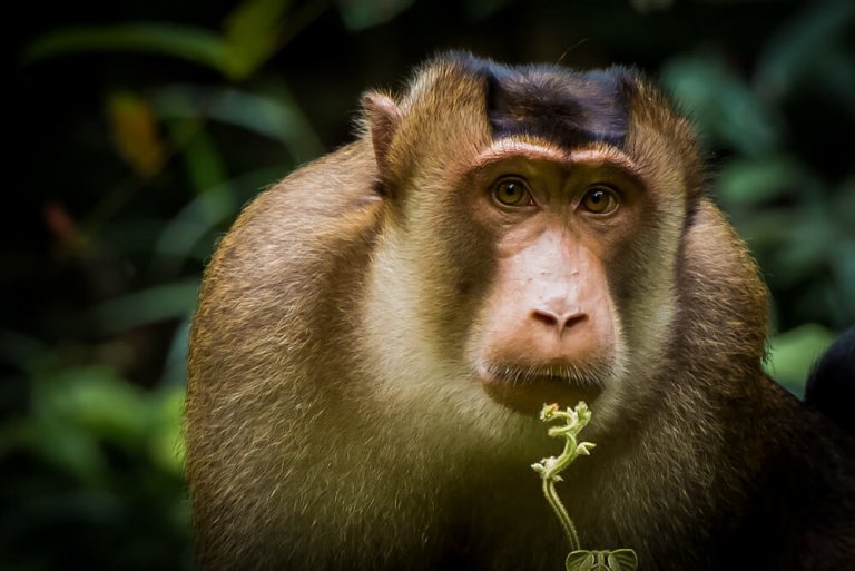 Os primatas da China podem desaparecer