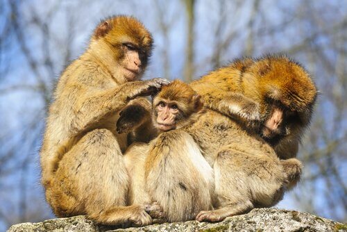 Comportamento dos macacos