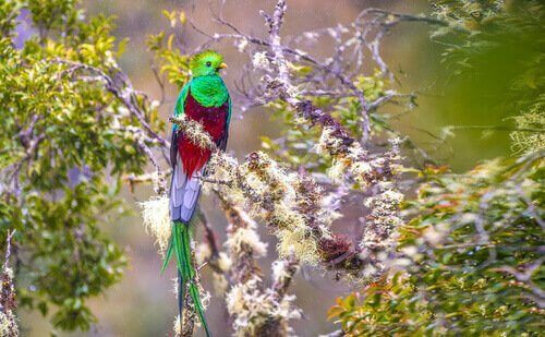 Quetzal, um pássaro ameaçado