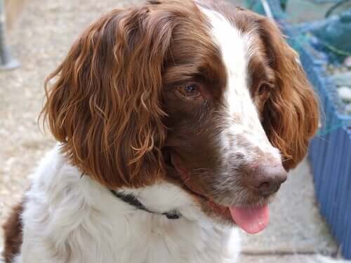 Springer spaniel com a língua de fora