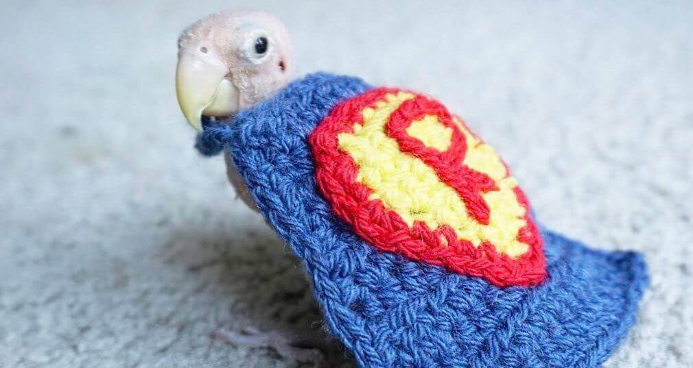 Rhea, um pássaro sem penas