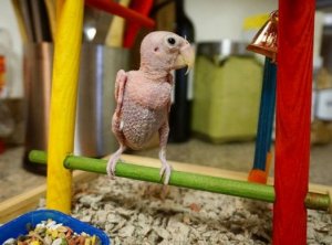 Conheça Rhea, o pássaro sem penas