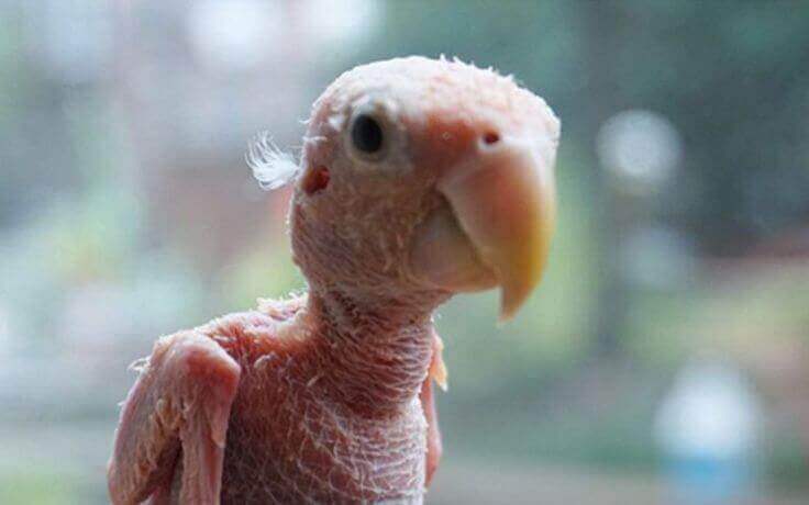 Qual é a doença de Rhea?