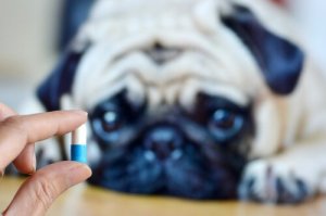 6 maneiras de dar remédio ao seu cão sem que ele perceba