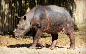 A delicada situação do rinoceronte de Sumatra