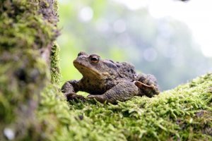 Sapo-comum: características, alimentação e habitat