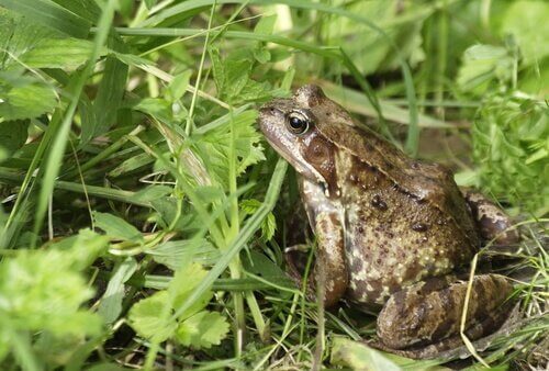 Sapo em seu habitat natural