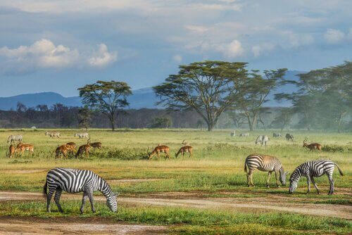 6 curiosidades sobre a savana africana
