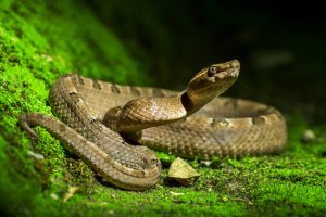 Diferenças entre cobra, serpente e víbora