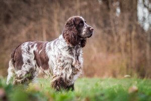 Springer Spaniel Inglês: história e características
