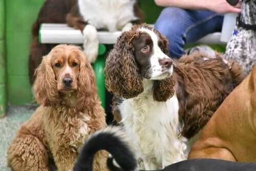 Cães da raça Springer Spaniel Inglês