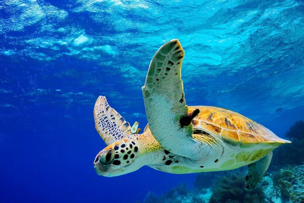 Animais em risco de extinção na América Central