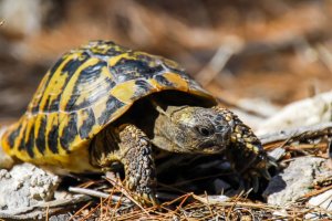 Tartaruga mediterrânea: características, comportamento e habitat
