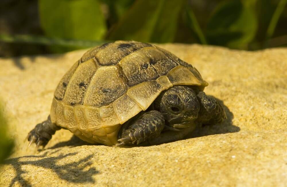Características da tartaruga mediterrânea