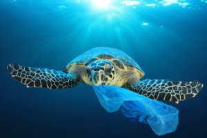O curioso e perigoso efeito das mudanças climáticas sobre as tartarugas