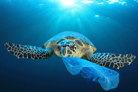 O curioso e perigoso efeito das mudanças climáticas sobre as tartarugas
