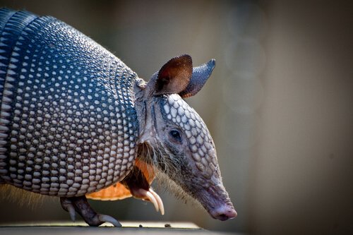 Tatu que corre risco de extinção