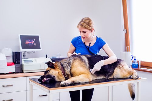 Tratamento e prevenção da torção gástrica em cães