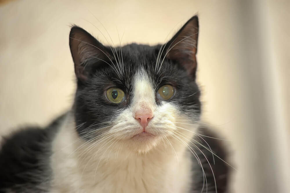 Tratamento e prevenção do glaucoma em gatos