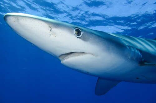 Habitat do tubarão-azul