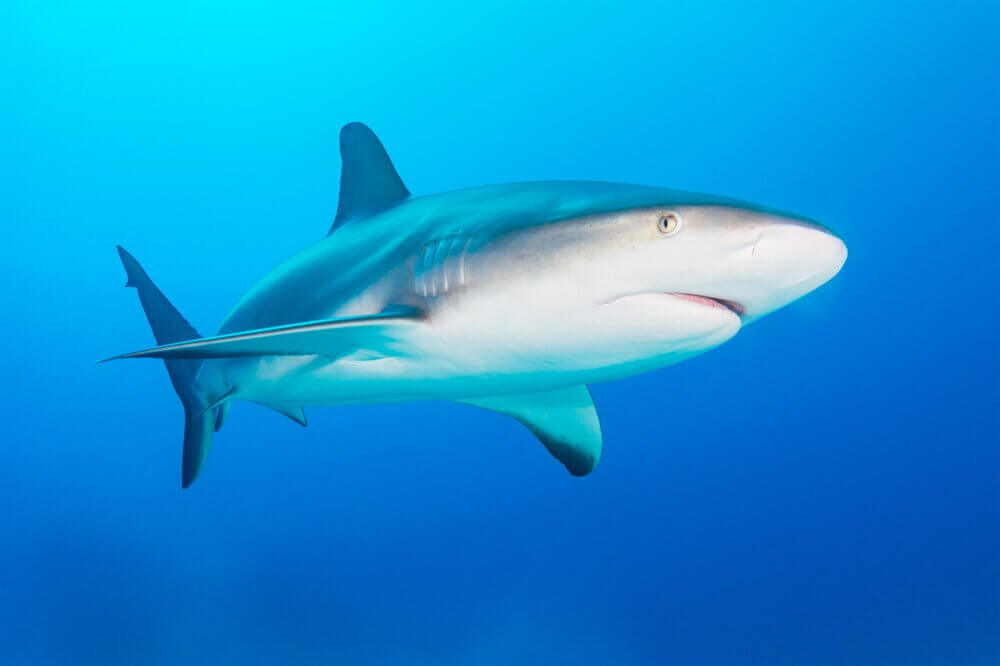 Tubarão cinzento