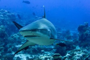 Mergulhe no fascinante mundo do tubarão cinzento