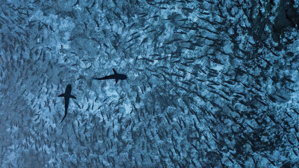 Tubarões cinzentos nadando