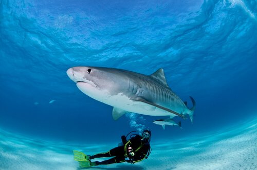 Mergulhar com tubarões
