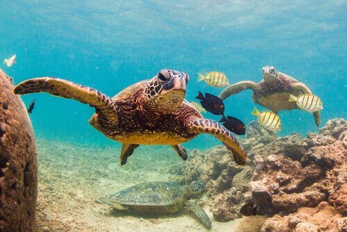 Um mundo sem tartarugas: você sabe o que aconteceria?